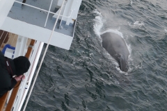 neugieriger Wal ohne Berührungsängste