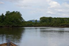 Mangroven am Sungai Brunei