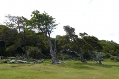 Im Nationalpark Tierra del Fuego