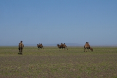 Es gibt sie tatsächlich: Kamele in der Mongolei