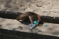 Durstiger Affe