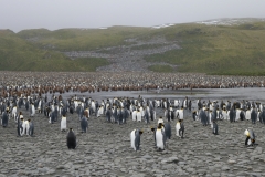 Pinguinkolonie in Salisbury Plain  #1