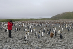 Pinguinkolonie in Salisbury Plain #2