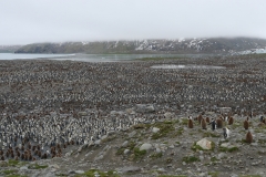 Pinguinkolonie #2 (St. Andrews Bay)