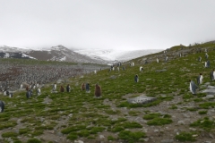 Pinguinkolonie #3 (St. Andrews Bay)