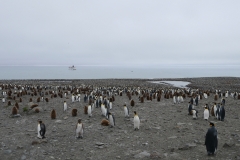 Pinguinkolonie #4 (St. Andrews Bay)