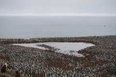 Pinguinkolonie #5 (St. Andrews Bay)