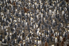 Pinguinkolonie #6 (St. Andrews Bay)