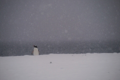 Eselspinguin (Yankee Harbour)