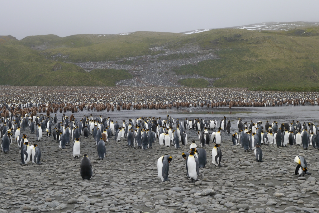 Pinguinkolonie in Salisbury Plain #1