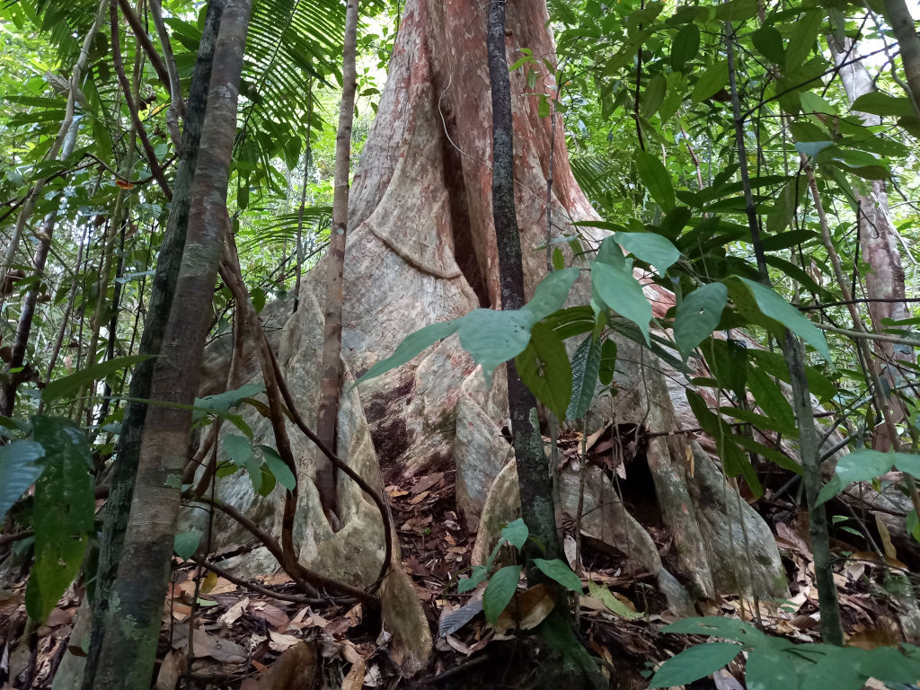 Regenwaldtypisch: Brettwurzeln